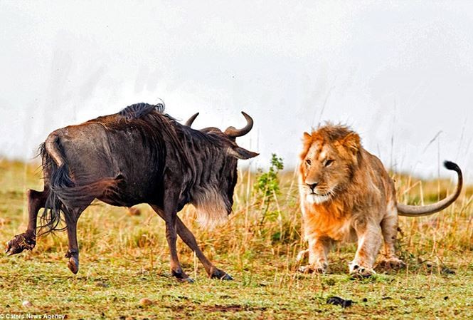 Tấn công sư tử, linh dương đầu bò trả giá bằng cả tính mạng
