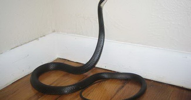Nguyên nhân con người thường hoảng sợ khi gặp rắn