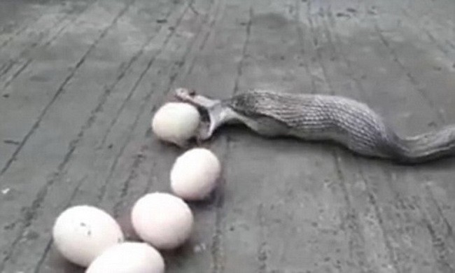 Nuốt 12 quả trứng, rắn hổ mang tham ăn kẹt trong chuồng gà