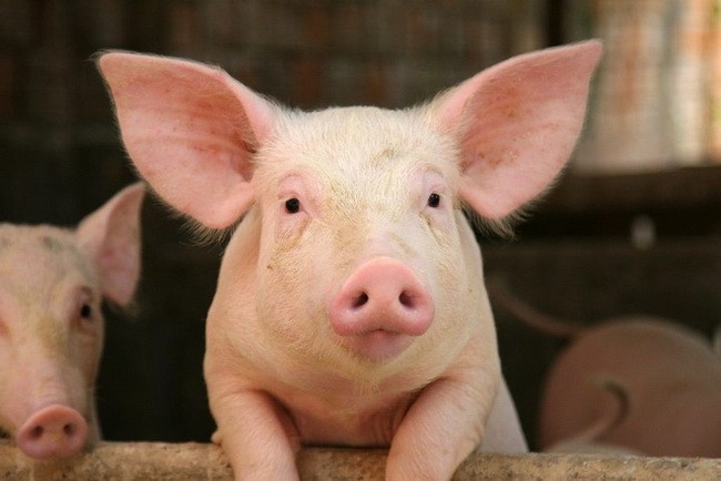 Nội tạng lợn có an toàn để cấy ghép cho con người không?