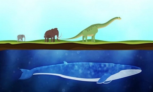 Quá trình biến cá voi thành động vật lớn nhất hành tinh