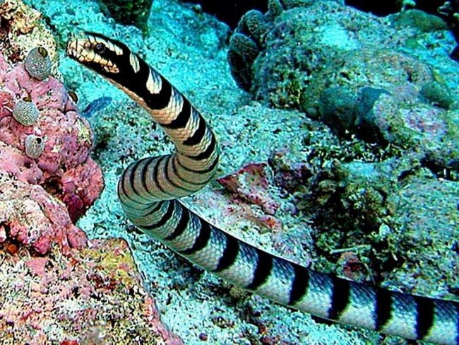 Những loài rắn độc nhất hành tinh