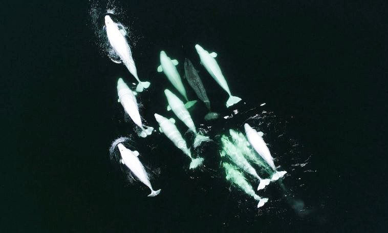 Kỳ lân biển lạc loài nhập đàn cá voi trắng