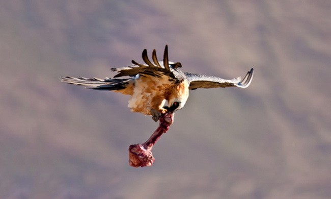Loài chim duy nhất biết cách đập vỡ xương động vật để ăn tủy 