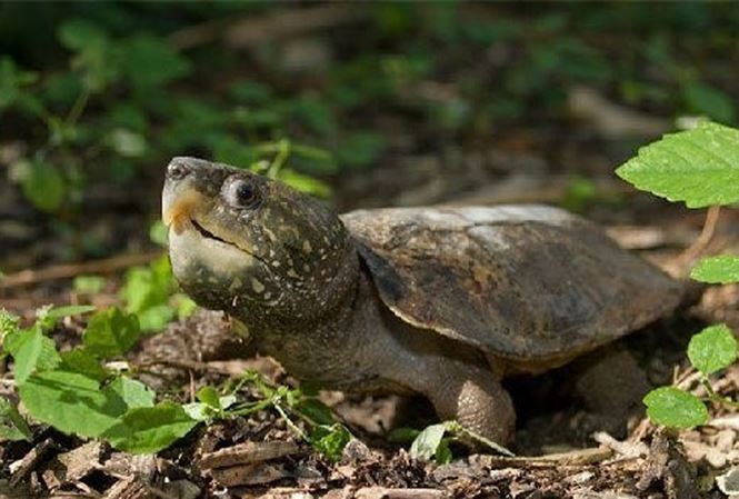 Loài rùa đầu to biết trèo cây, lạ nhất trong sách đỏ Việt Nam