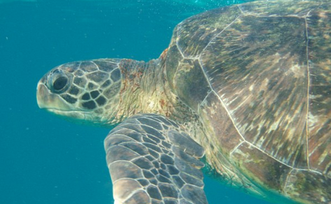 Đâu là thủ phạm khiến hơn 40% rùa biển non bị giết chết?