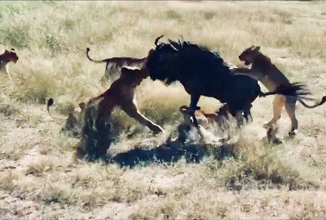 Linh dương đầu bò một mình đả bại 8 con sư tử