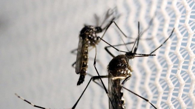Dùng trí tuệ nhân tạo diệt muỗi gây bệnh