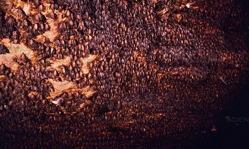 Chiến thuật săn mồi của diều hâu ở hang động 20 triệu con dơi