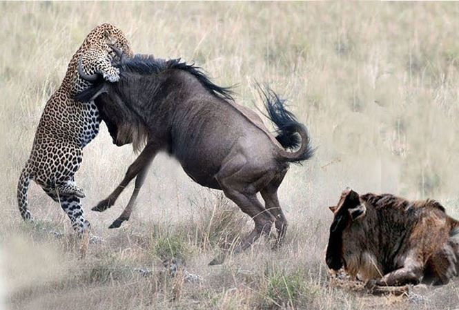 Sư tử ‘no đòn’ vì bị con mồi tấn công