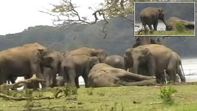 300 con voi khóc thương ở “đám ma” voi đầu đàn bị giết