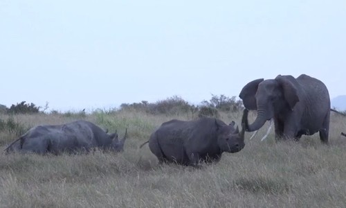 Tê giác chiến thắng trong trận hỗn chiến với voi và sư tử