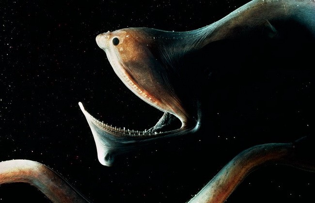 Cách săn mồi đặc biệt của loài cá ma dưới đáy đại dương