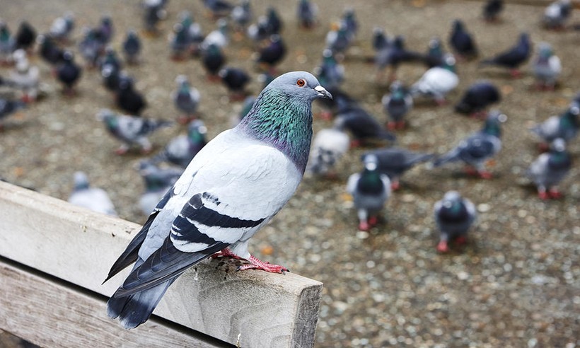 Quá trình bồ câu trở thành loài chim phổ biến ở đô thị 