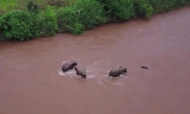 Đàn voi lao đến cứu con non khỏi bị nước cuốn 