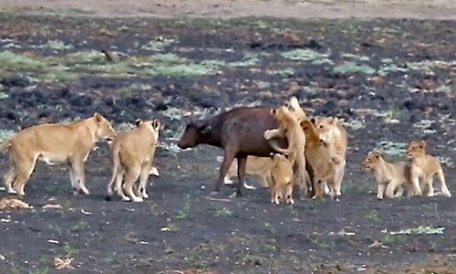 Nghé đơn độc bị 10 sư tử con tấn công tập thể