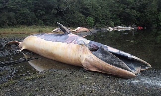 Xác 337 con cá voi mắc cạn làm thay đổi vịnh biển Chile 