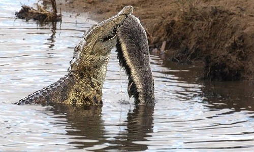 Cá sấu chật vật tìm cách ăn xác lửng mật