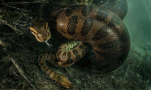 Trăn anaconda - sát thủ khổng lồ trong rừng rậm Amazon 