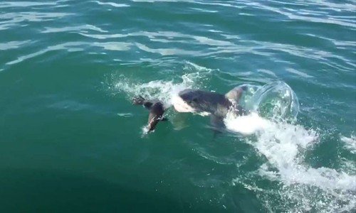 Hải cẩu thoát nhát cắn tử thần của cá mập trong gang tấc 