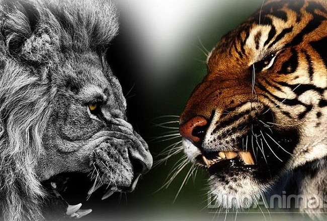 Sư tử quyết đấu với hổ, bên nào thắng cuộc?