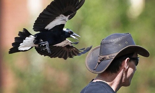 Hành vi đột kích của chim ác là khiến nhiều người sợ hãi