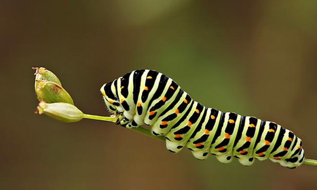 Kỹ năng sinh tồn giúp sâu bướm sống sót qua mùa lá rụng 