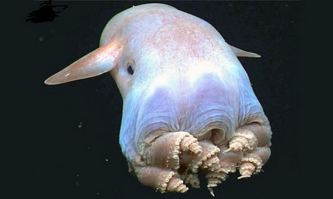 Loài bạch tuộc trôi nổi như bóng ma dưới đáy biển
