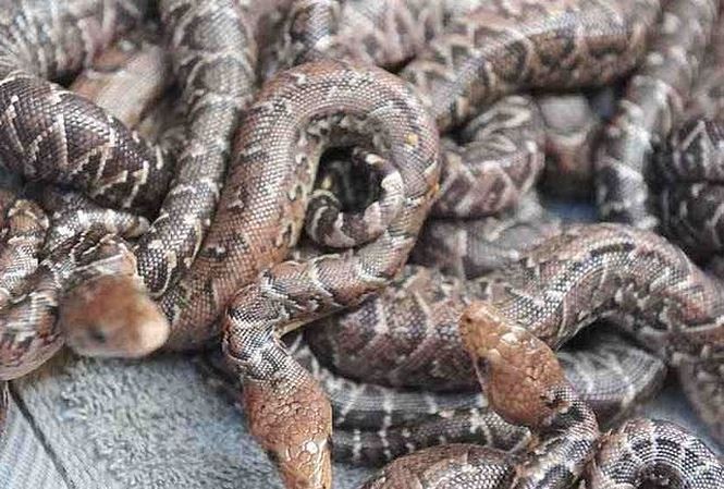 Điều chưa biết về loài rắn Cuba săn mồi theo bầy