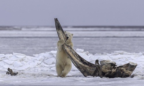 Gấu Bắc Cực gặm xương cá voi 75 tấn
