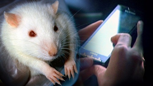 Bức xạ từ điện thoại di động có thể gây ung thư trên chuột 