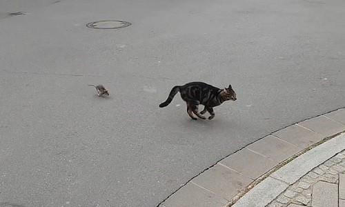 Mèo sợ hãi chạy trốn chuột trên phố