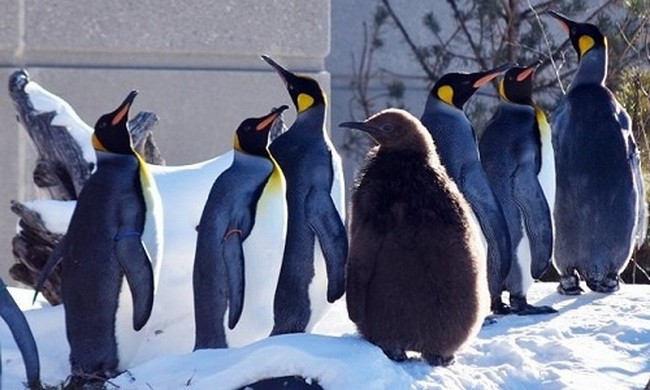 Chim cánh cụt đi tránh rét trong thời tiết -40 độ ở Canada 