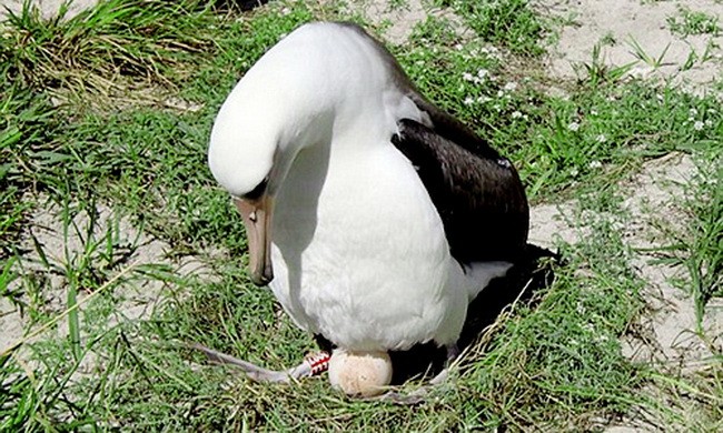 Chim hải âu già nhất thế giới đẻ trứng ở tuổi 67 