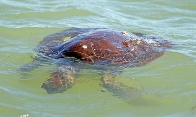  Hàng trăm rùa biển "sốc lạnh" trôi bất động dưới nước