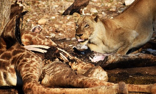 Sư tử cái chột mắt giết hươu cao cổ tha xác về cho con