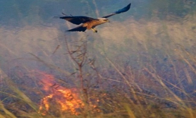 Loài chim thông minh, dùng lửa lùa mồi để đi săn