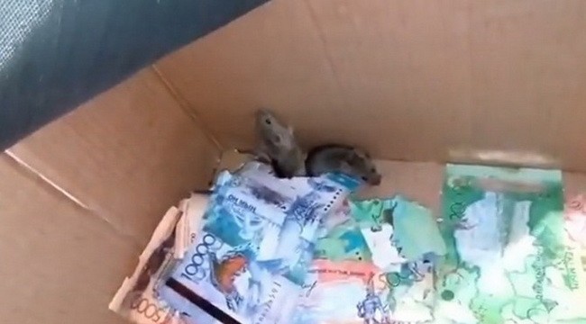 Hai chú chuột cắn nát hàng trăm tờ tiền giấy trong ATM gây sốt trên Youtube