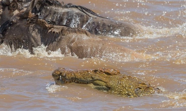Cá sấu hung ác đoạt mạng linh dương đầu bò