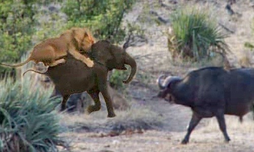Đàn trâu rừng hợp sức cứu voi con khỏi vuốt sư tử 