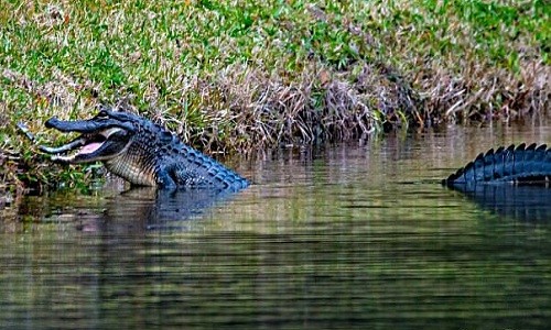  Cá sấu ăn thịt đồng loại trên mặt hồ Mỹ