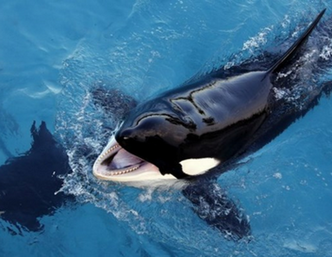 Con cá voi đầu tiên bắt chước được tiếng người 