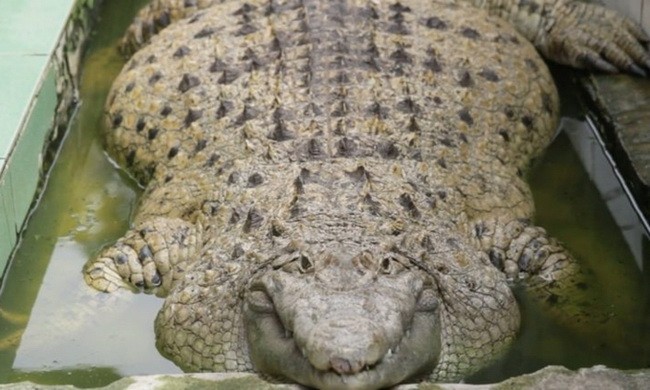 Nuôi cá sấu nặng 200 kg làm cảnh 