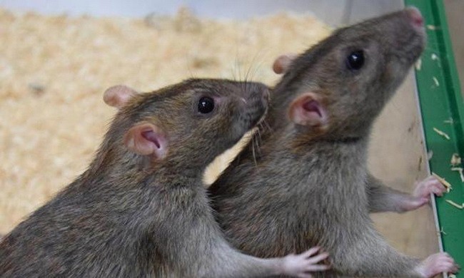 Chuột có thể giúp đỡ lẫn nhau như người