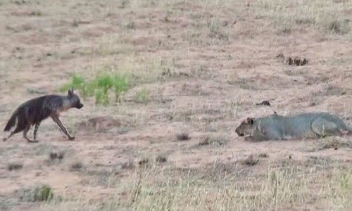 Linh cẩu nâu chạy thoát khỏi bầy sư tử phục kích
