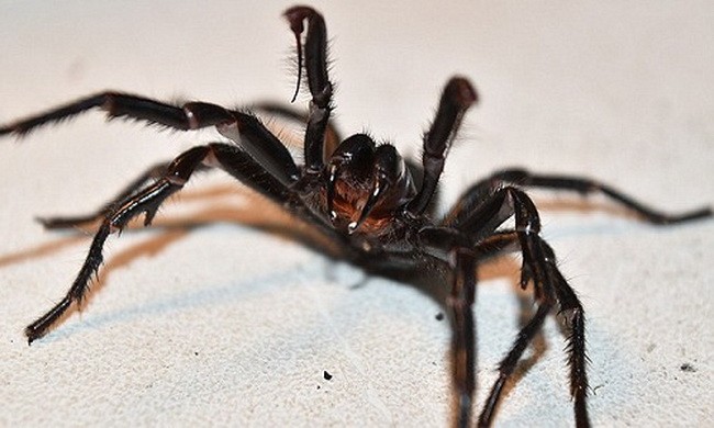 Loài nhện hung dữ, thích ẩn nấp quanh nơi ở của con người khi tìm bạn tình