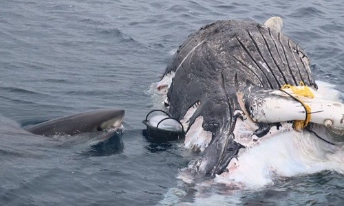 Đàn cá mập trắng ăn sạch xác cá voi 9 mét trong 5 ngày