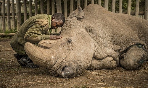 Hình ảnh trước lúc chết của tê giác trắng Bắc Phi đực cuối cùng 