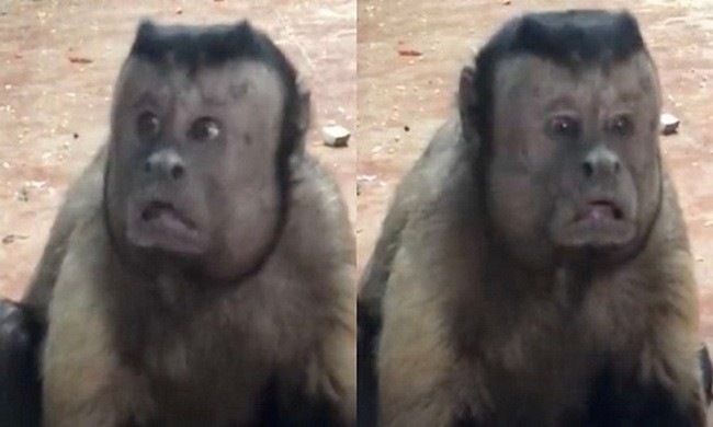 Kì lạ chú khỉ có mặt giống hệt người
