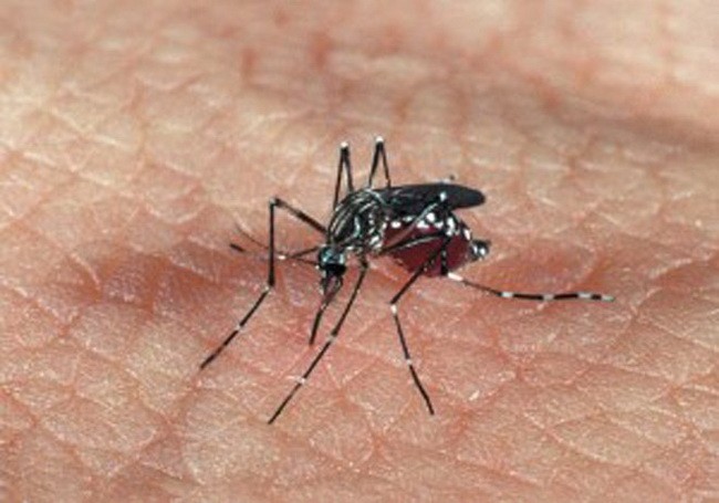 Biến máu người thành độc tố để diệt muỗi